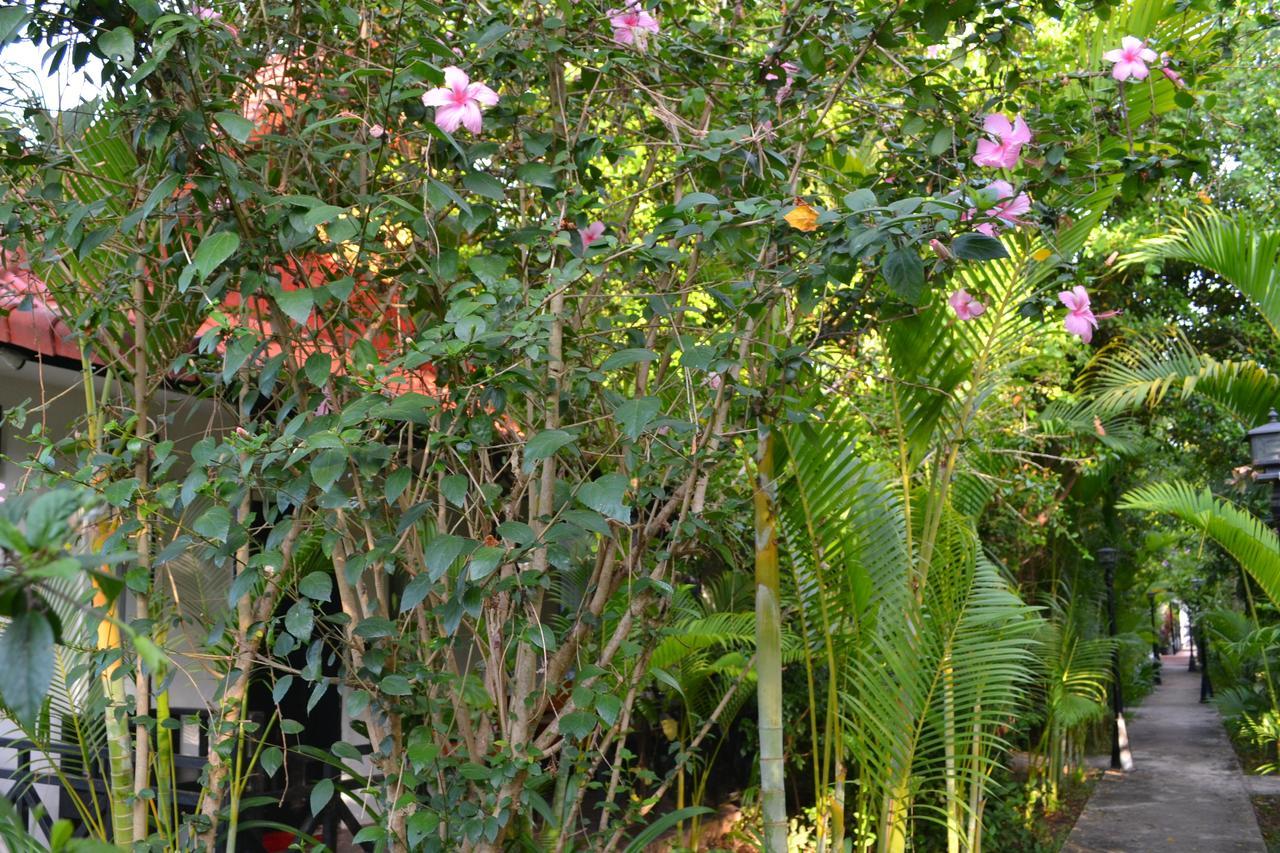 Nature Boutique Residence Siem Reap Exteriér fotografie